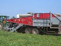 2026 Pik Rite HC290 Vegetable Equipment