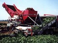 2026 Pik Rite 3000 Vegetable Equipment