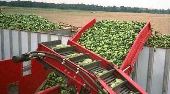 2026 Pik Rite 3000 Vegetable Equipment