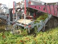 2026 Pik Rite HC290 Vegetable Equipment
