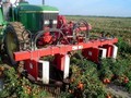 2026 Pik Rite 2000 Orchard / Vineyard Equipment