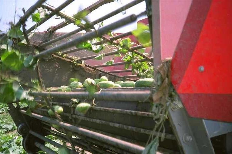 2026 Pik Rite 3000 Vegetable Equipment