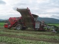 2026 Pik Rite 3100 Vegetable Equipment
