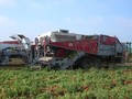 2026 Pik Rite HC290 Vegetable Equipment