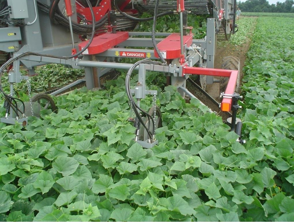 2026 Pik Rite 3100 Vegetable Equipment