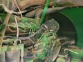 2007 John Deere 9996 Cotton Equipment