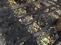 2012 Amity 2700 Beet Equipment