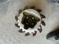  Yetter 2967-037 Planter and Drill Attachment