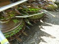 2013 Claas ORBIS 750 Forage Harvester Head