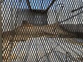 1993 Peerless 42 FT OPEN TOP Box Trucks/Trailer