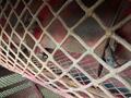 2021 Colombo TWIN MASTER FLEX BASKET Peanut Equipment