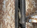 2022 John Deere C8R Corn Head