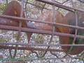  Sukup 48 Grain Cleaner