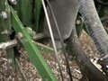 2009 John Deere 1770NT Planter