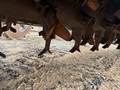 2023 Kelley Manufacturing 5610 Cotton Equipment
