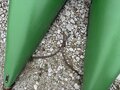 2018 John Deere 712C Corn Head