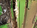 2018 John Deere CP690 Cotton Equipment