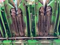 2024 John Deere C18R Corn Head