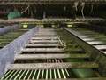  Kelley Manufacturing 3376 Peanut Equipment