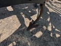 2025 John Deere 2730 Disk Chisel