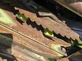 2018 Claas ORBIS 900 Forage Harvester Head