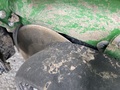 2025 John Deere 1775 Planter