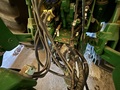 2024 John Deere 1775NT Planter