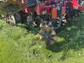2021 Salford I1241 Vertical Tillage