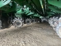 2021 John Deere 1775NT Planter