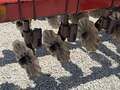  Case IH 5400 Drill