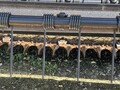 2010 New Holland H8040 Self-Propelled Windrowers and Swather