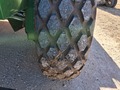 2022 John Deere W260R Self-Propelled Windrowers and Swather