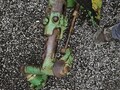 1972 John Deere 4320 Tractor
