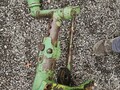 1972 John Deere 4320 Tractor