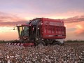 2014 Case IH CPX620 Cotton Equipment