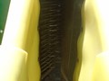 2002 John Deere 9986 Cotton Equipment